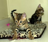 SierraGold Bengals: Lancelot (fore) and Merlin (rear)<br>